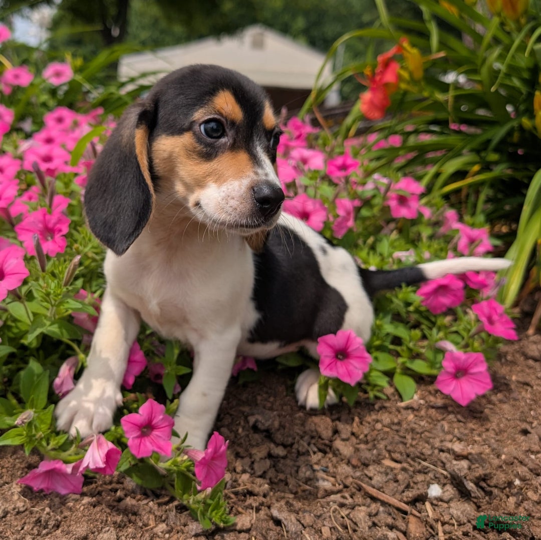 Beagle dogs for sale: Chocolate - Image 13