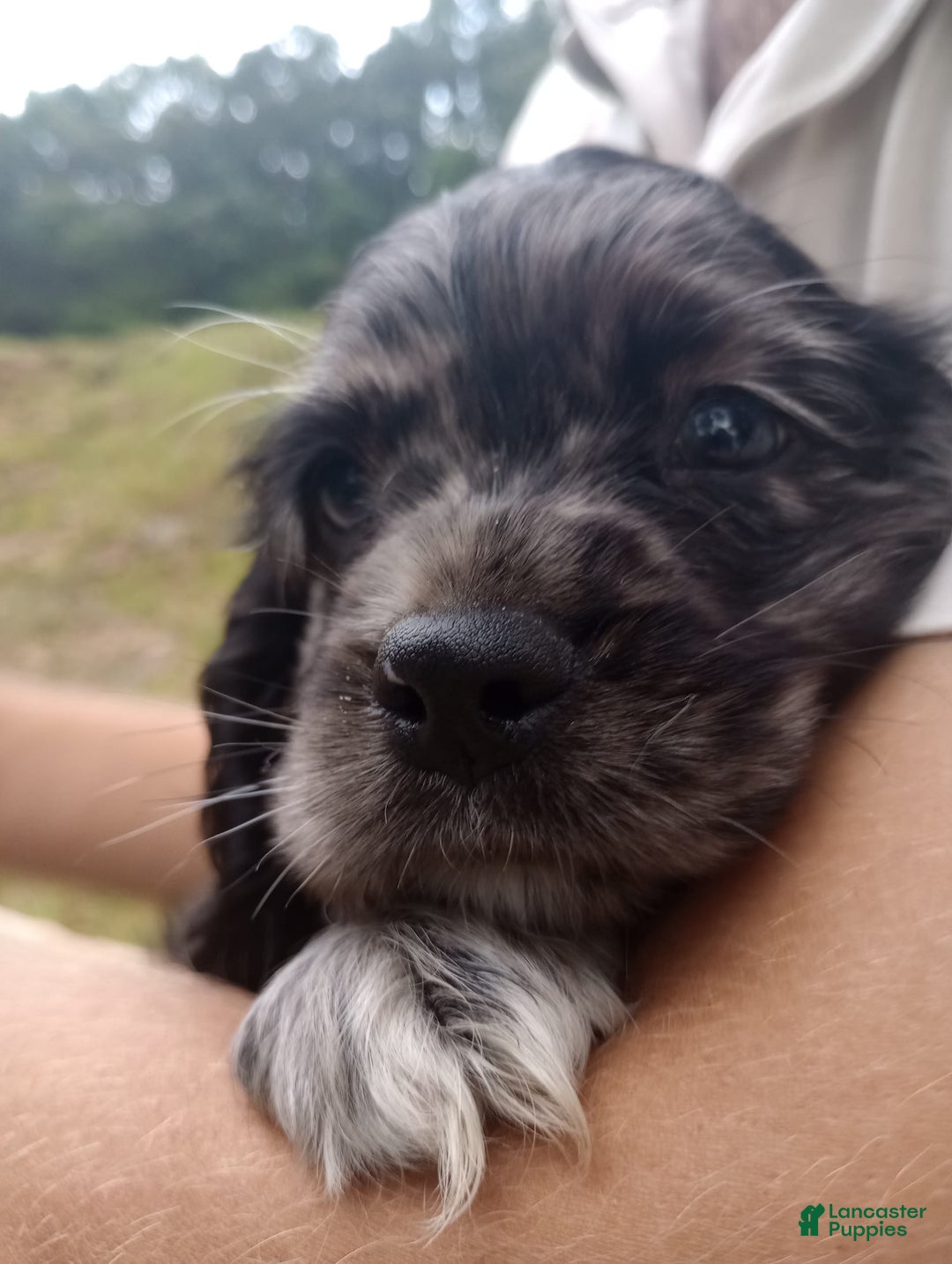 Cocker Spaniel dogs for sale: Oceon - Image 15