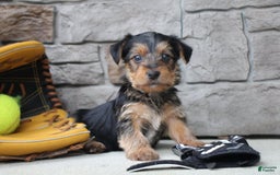 Yorkshire Terrier dogs for sale: Walker - Image 3