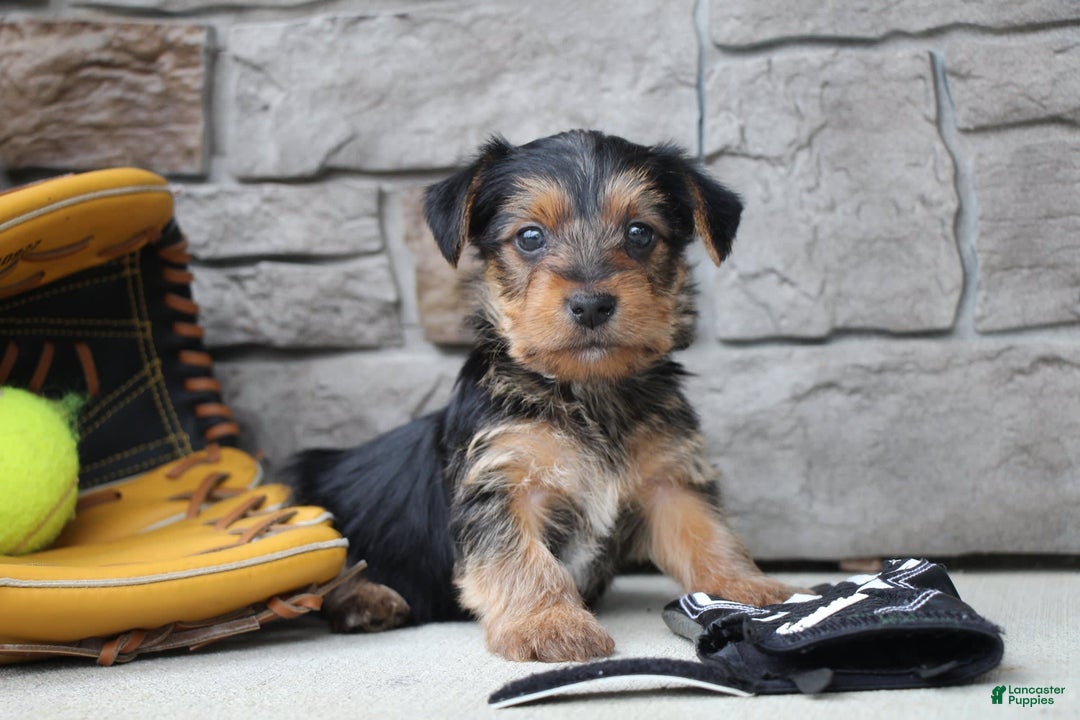 Yorkshire Terrier dogs for sale: Walker - Image 3