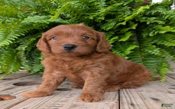 Mini Goldendoodle dogs for sale: Mini-logan - Image 30
