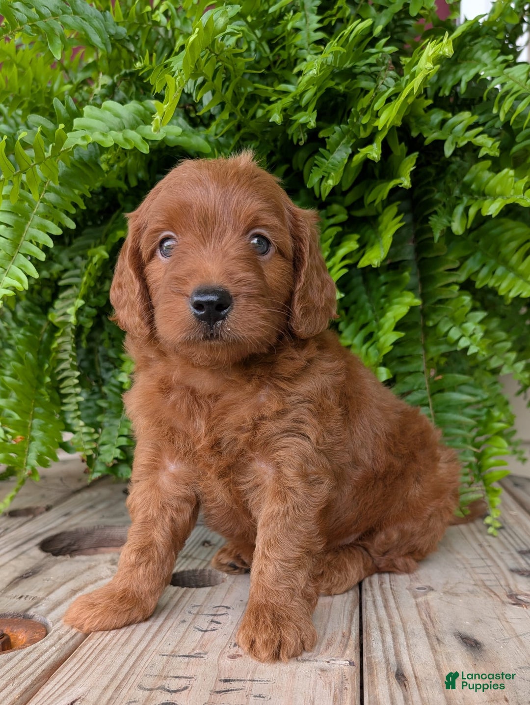 Mini Goldendoodle dogs for sale: Mini-logan - Image 30