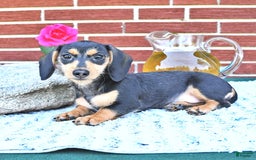 Miniature Dachshund dogs for sale: Cola - Image 21