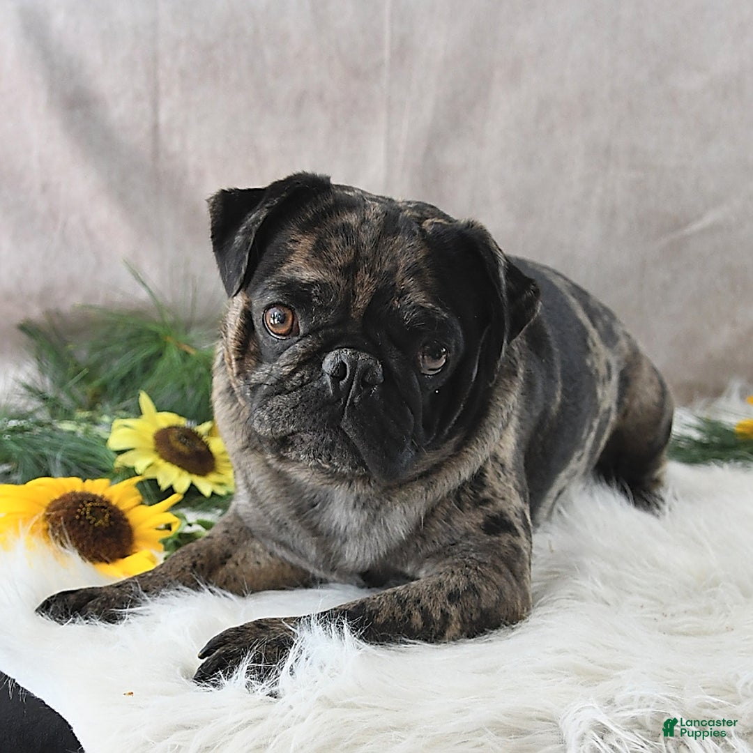 Pug dogs for sale: Tristan - Image 7
