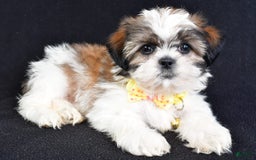 Shih Tzu dogs for sale: Logan - Image 9