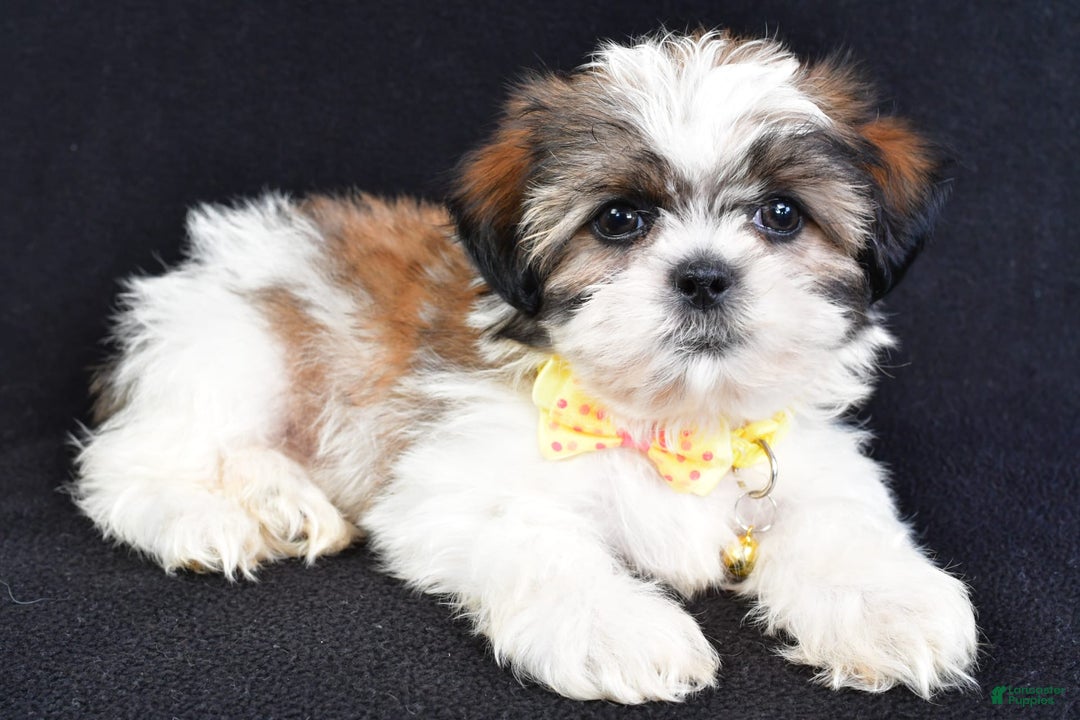 Shih Tzu dogs for sale: Logan - Image 9