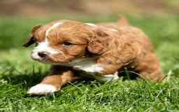 Cavapoo dogs for sale: Poppy - Image 9
