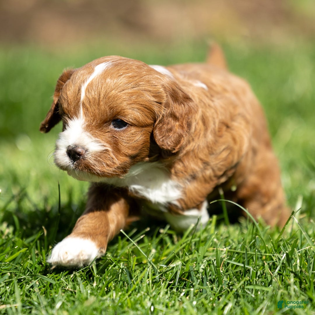 Cavapoo dogs for sale: Poppy - Image 9