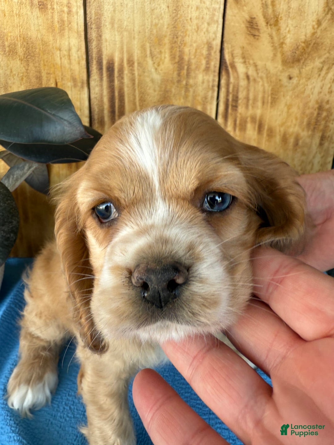 Cocker Spaniel dogs for sale: Tasha - Image 10
