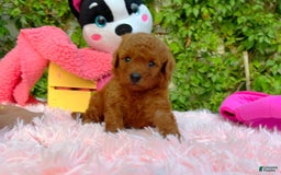 Toy Poodle dogs for sale: Rose - Image 1