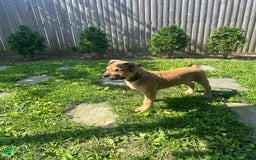 American Bully dogs for sale: Enzo - Image 17
