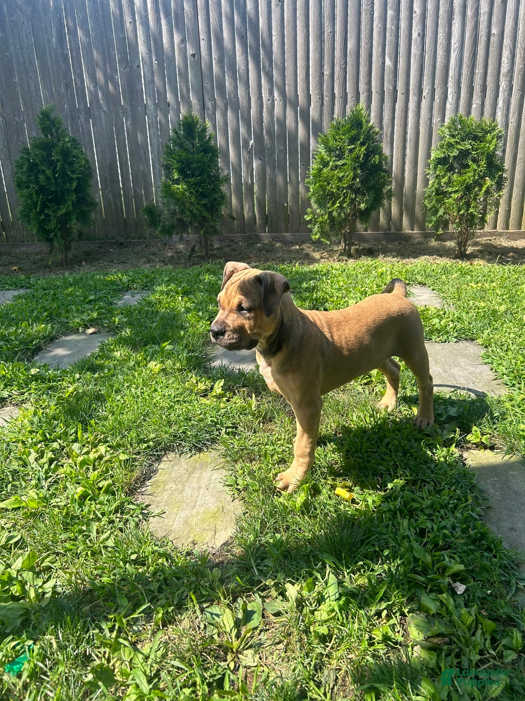 American Bully dogs for sale: Enzo - Image 17
