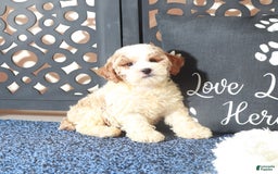 Bichpoo dogs for sale: Buttons - Image 2