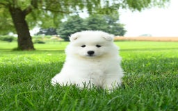 Samoyed dogs for sale: Gypsy - Image 3