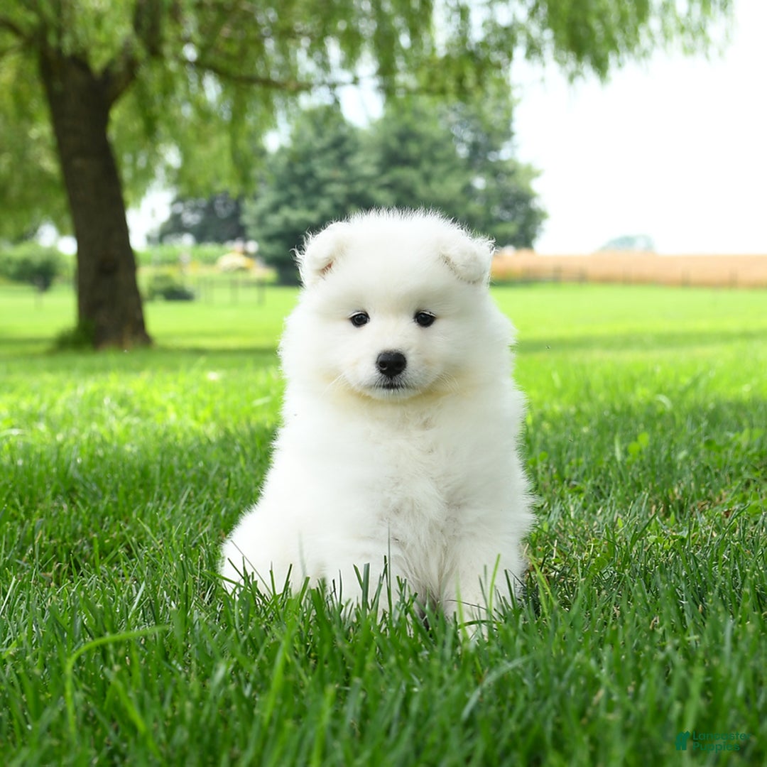 Samoyed dogs for sale: Gypsy - Image 3