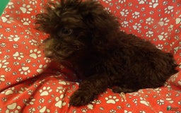 Aussiedoodle dogs for sale: CHOCOLATE - Image 5