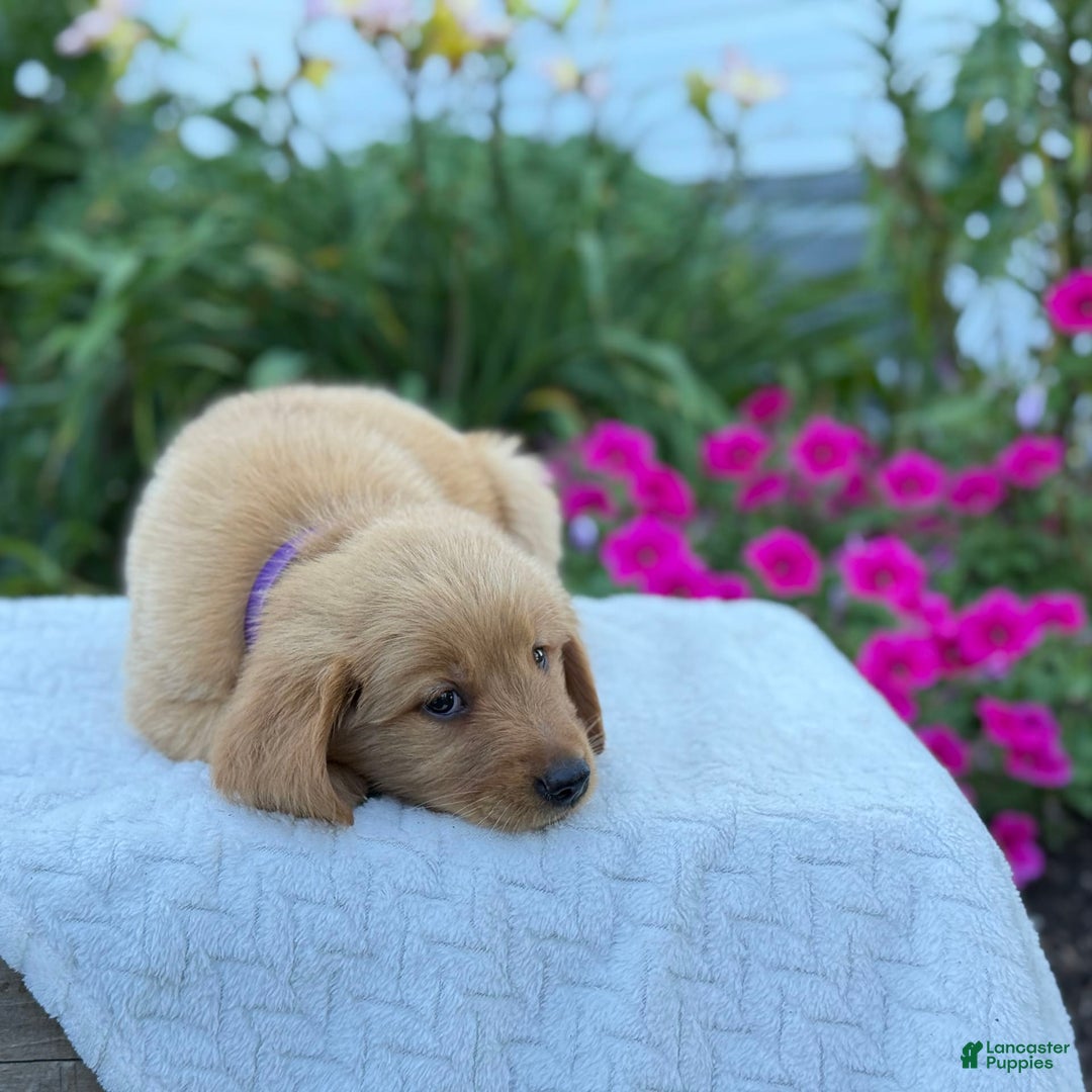 Golden Retriever dogs for sale: Golden Retriever 8 puppies - Image 7