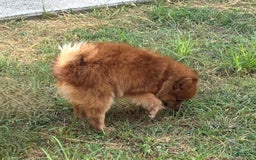 Pomeranian dogs for sale: Abbigail - Image 2