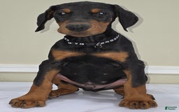 Doberman Pinscher dogs for sale: Diesel - Image 2