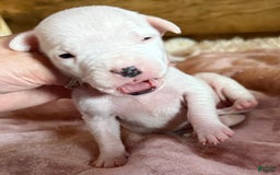 Dogo Argentino dogs for sale: F1 - Image 1