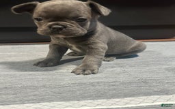 French Bulldog dogs for sale: French Bulldog 7 puppies - Image 1