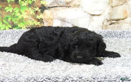Portuguese Water Dog dogs for sale: Sunny - Image 6