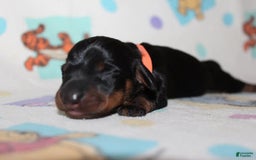 Dachshund dogs for sale: Raven Girl 2 - Image 3