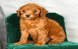 Miniature Poodle dogs for sale: Dixie - Image 6