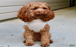 Cockapoo dogs for sale: Sage - Image 11