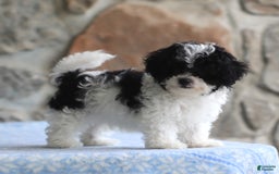 Toy Poodle dogs for sale: Parson - Image 3