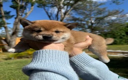 Shiba Inu dogs for sale: Koda - Image 10