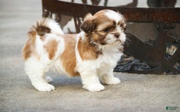 Shih Tzu dogs for sale: Shih Tzu 4 puppies - Image 28