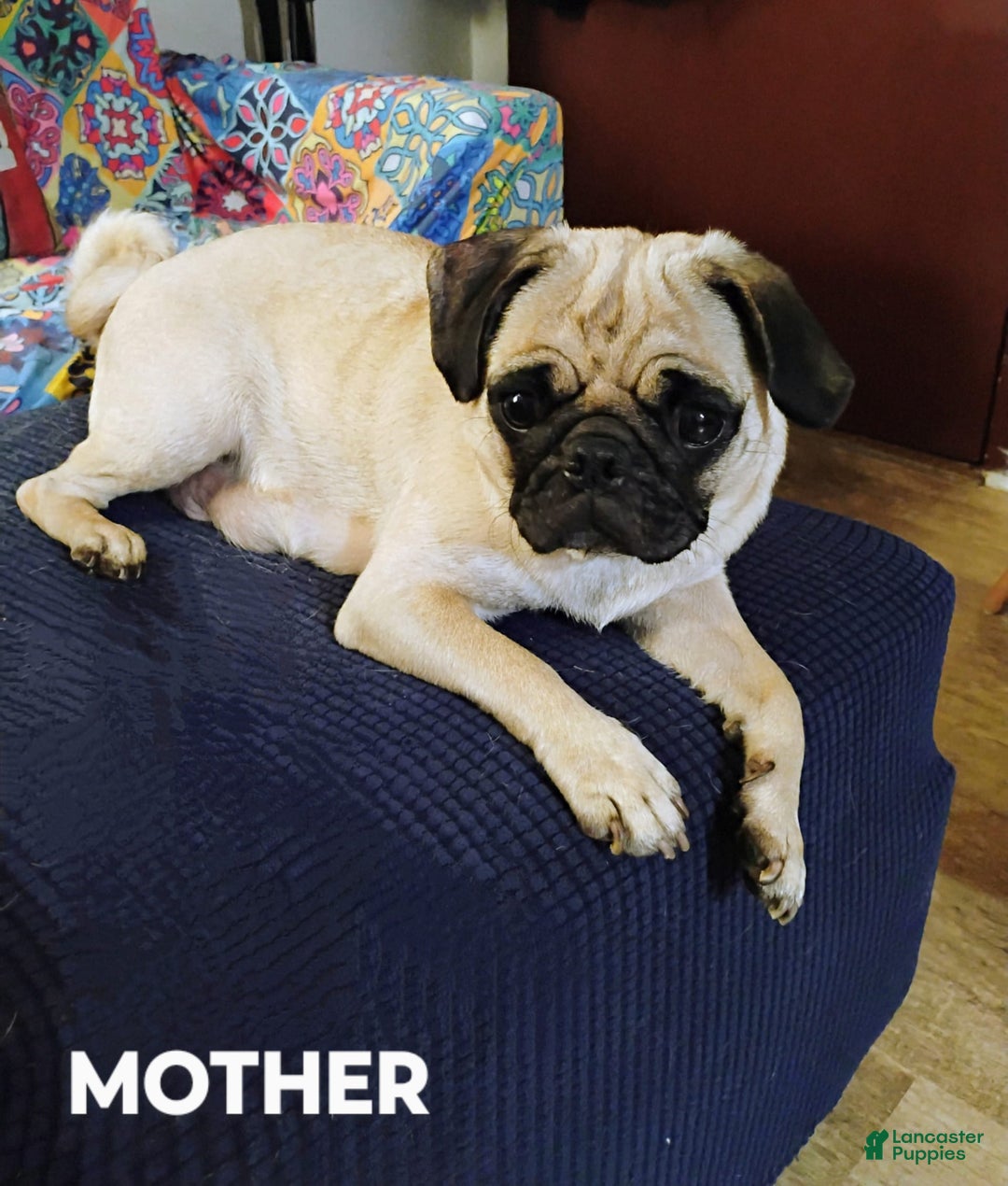 Pug dogs for sale: Ares - Image 6