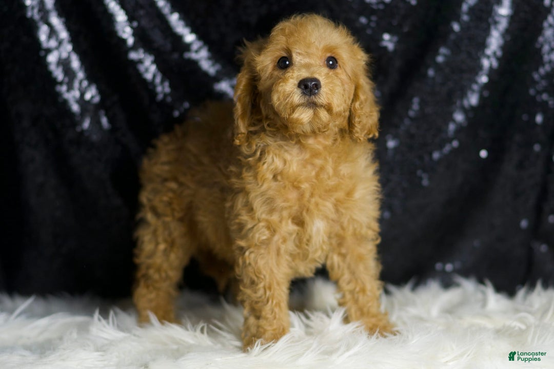Mini Goldendoodle dogs for sale: Donald - Image 5