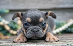 French Bulldog dogs for sale: Bear - Image 4