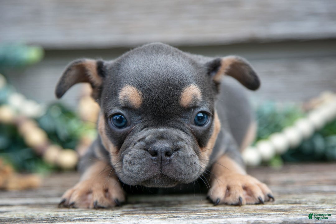 French Bulldog dogs for sale: Bear - Image 4