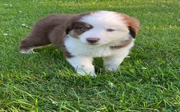 Australian Shepherd dogs for sale: Sami H2 - Image 4