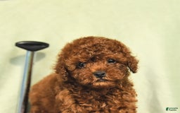 Miniature Poodle dogs for sale: Daffodil - Image 2
