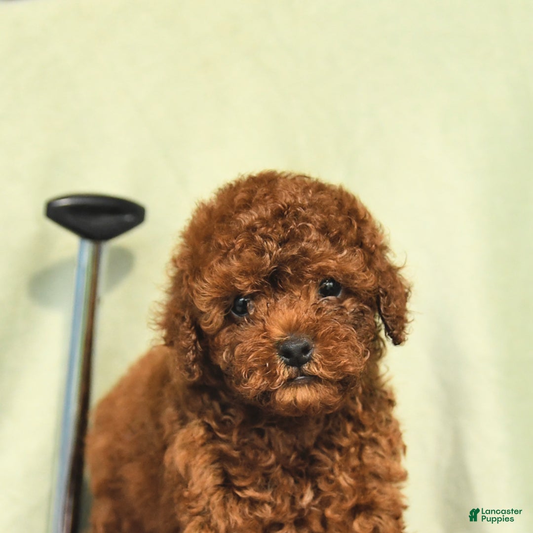 Miniature Poodle dogs for sale: Daffodil - Image 2