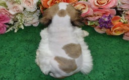 Cocker Spaniel dogs for sale: Akcarielsablepartimerleblueeyescockerpuppy - Image 10