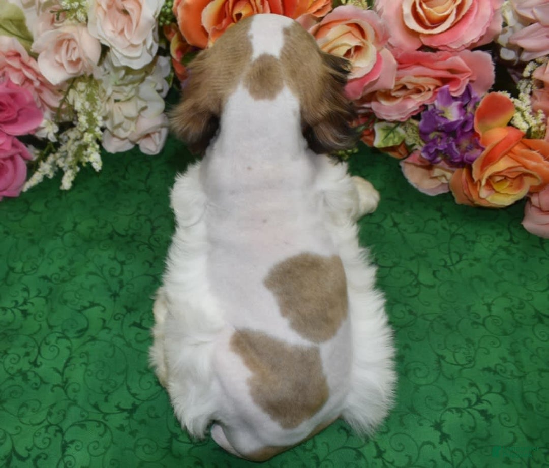 Cocker Spaniel dogs for sale: Akcarielsablepartimerleblueeyescockerpuppy - Image 10