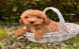Mini Goldendoodle dogs for sale: Otis - Image 9