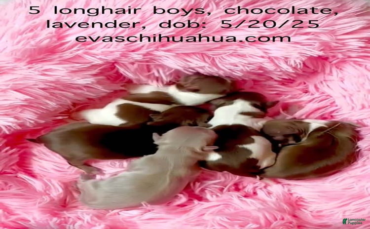 Chihuahua dogs for sale - Ad 2