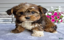 Shorkie dogs for sale: Ellington - Image 7