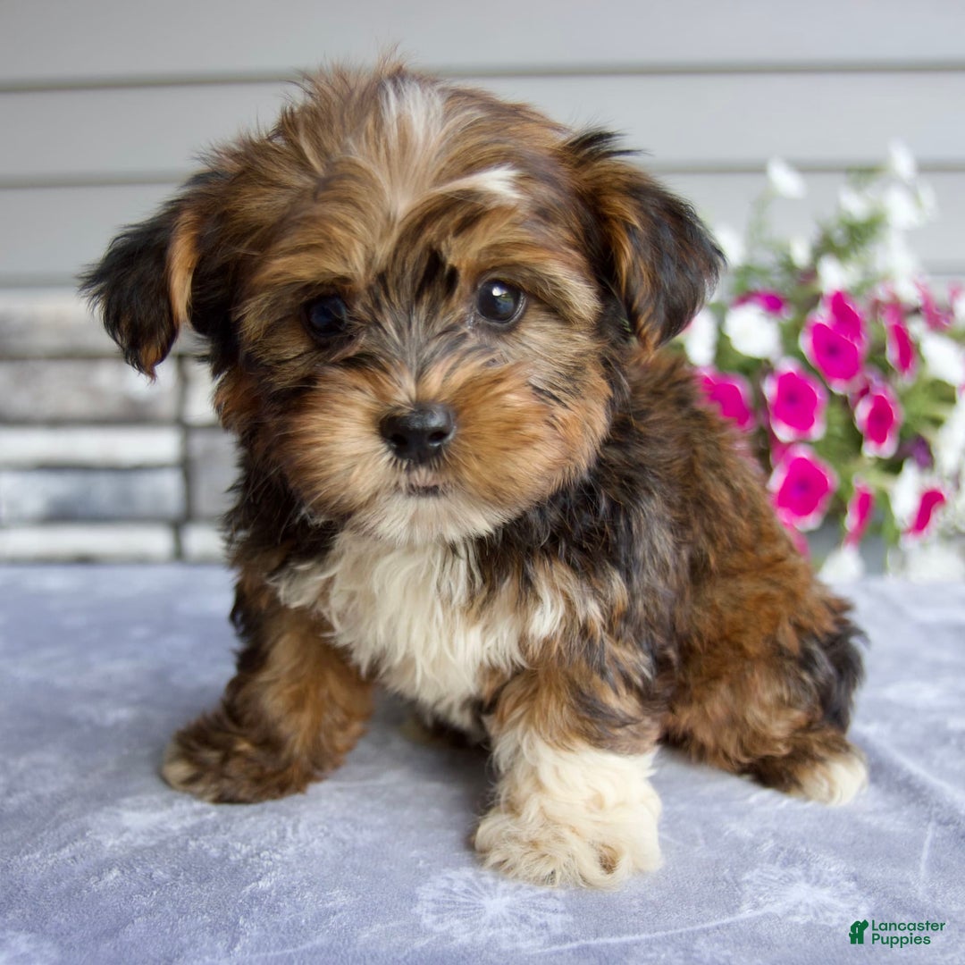 Shorkie dogs for sale: Ellington - Image 7