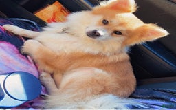 Pomeranian dogs for sale: Moochi - Image 8