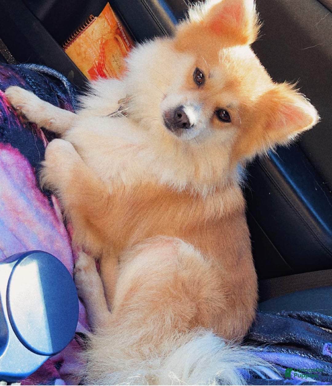 Pomeranian dogs for sale: Moochi - Image 8