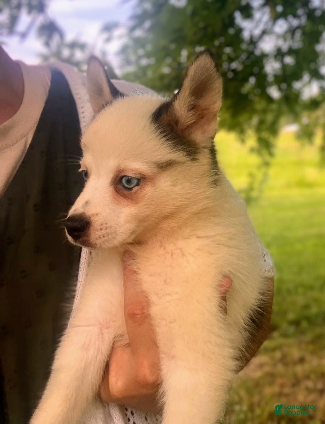 Pomsky dogs for sale: Baby Blue Eyes - Image 5
