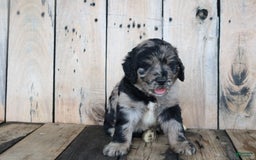 Newfoundland dogs for sale: Nolan - Image 3