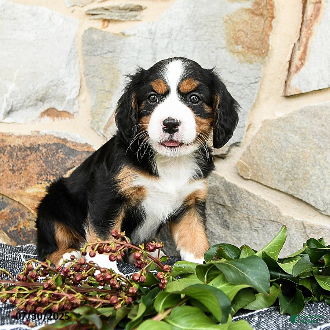Miniature Bernese Mountain Dog dogs for sale: Willow - Image 5